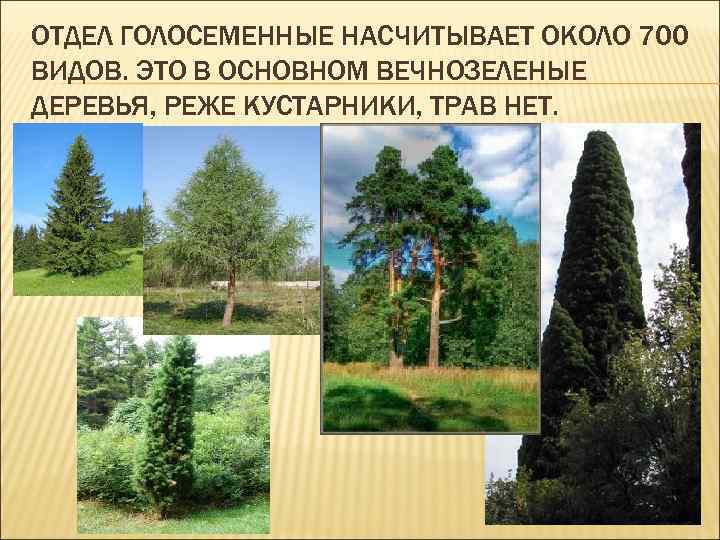 ОТДЕЛ ГОЛОСЕМЕННЫЕ НАСЧИТЫВАЕТ ОКОЛО 700 ВИДОВ. ЭТО В ОСНОВНОМ ВЕЧНОЗЕЛЕНЫЕ ДЕРЕВЬЯ, РЕЖЕ КУСТАРНИКИ, ТРАВ