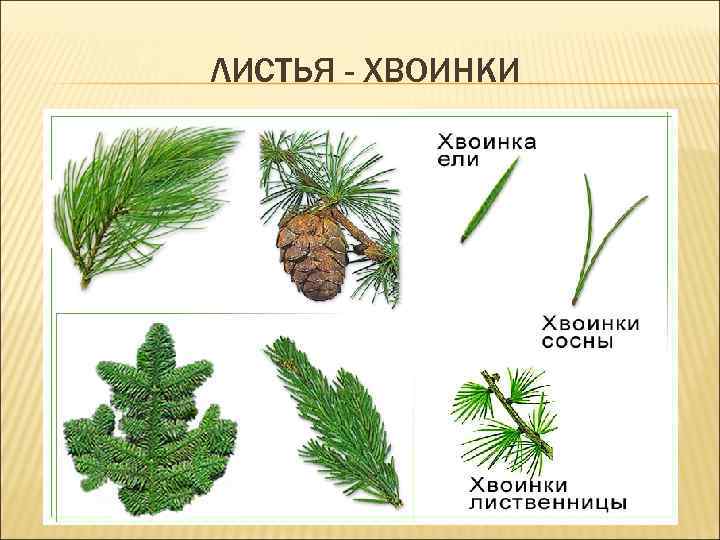 ЛИСТЬЯ - ХВОИНКИ 