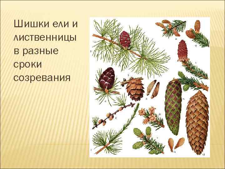 Шишки ели и лиственницы в разные сроки созревания 