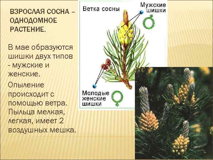 ВЗРОСЛАЯ СОСНА – ОДНОДОМНОЕ РАСТЕНИЕ. В мае образуются шишки двух типов - мужские и