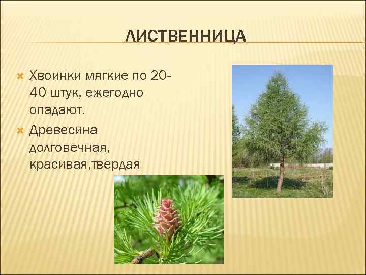 ЛИСТВЕННИЦА Хвоинки мягкие по 2040 штук, ежегодно опадают. Древесина долговечная, красивая, твердая 