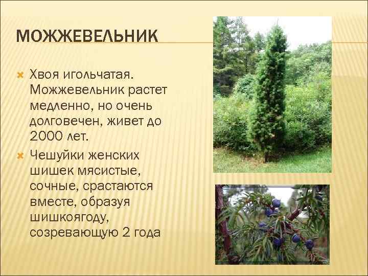 МОЖЖЕВЕЛЬНИК Хвоя игольчатая. Можжевельник растет медленно, но очень долговечен, живет до 2000 лет. Чешуйки