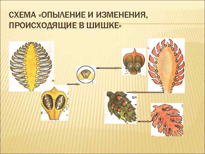 СХЕМА «ОПЫЛЕНИЕ И ИЗМЕНЕНИЯ, ПРОИСХОДЯЩИЕ В ШИШКЕ» 