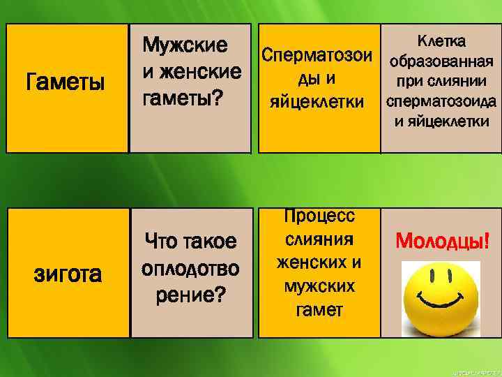 Гаметы зигота Мужские Сперматозои и женские ды и гаметы? яйцеклетки Что такое оплодотво рение?