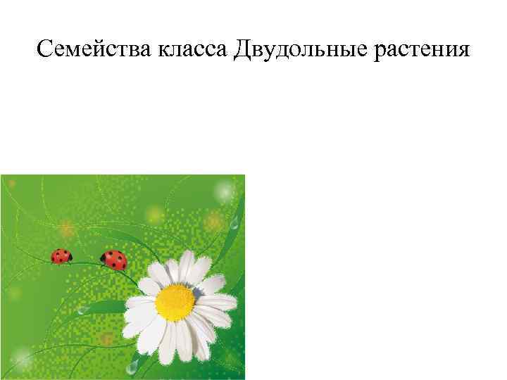 Семейства класса Двудольные растения 