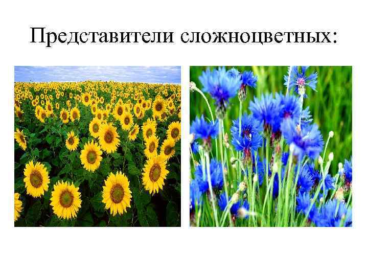 Представители сложноцветных: 
