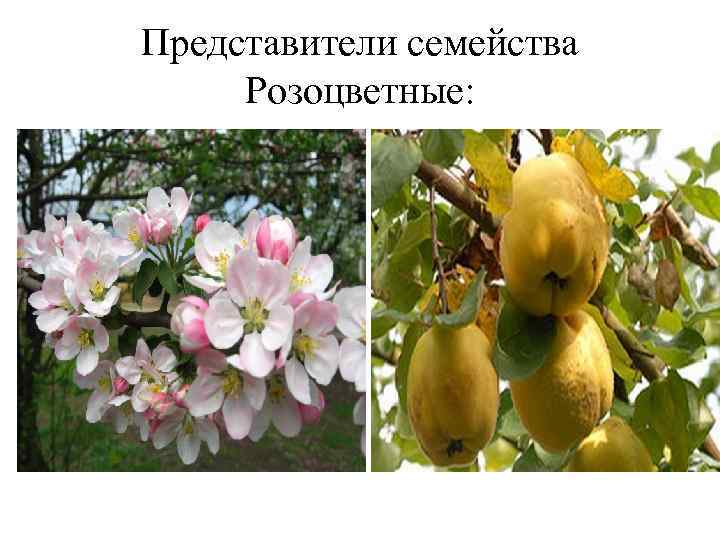 Представители семейства Розоцветные: 