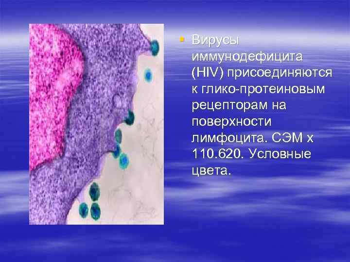 § Вирусы иммунодефицита (HIV) присоединяются к глико-протеиновым рецепторам на поверхности лимфоцита. СЭМ х 110.