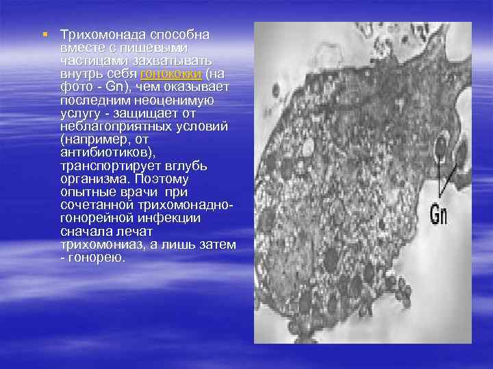 § Трихомонада способна вместе с пищевыми частицами захватывать внутрь себя гонококки (на фото -