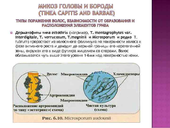   Дерматофиты типа endothrix (например, T. tonsurans, Т. violaceum, ) прорастают из кожи