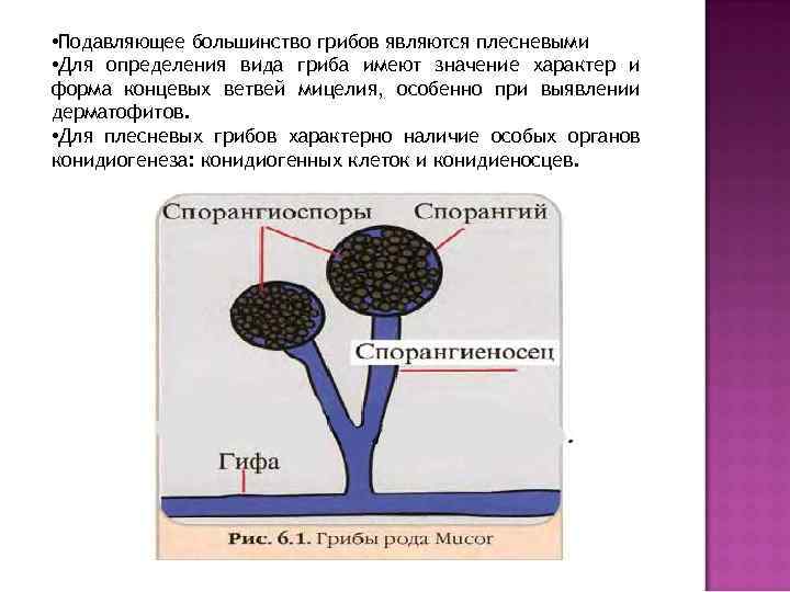   Гифа имеет параллельные общие стенки и может иметь поперечные перегородки – септы.