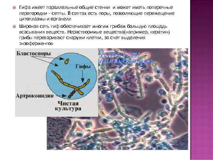 Основным компонентом стенки гиф грибов является