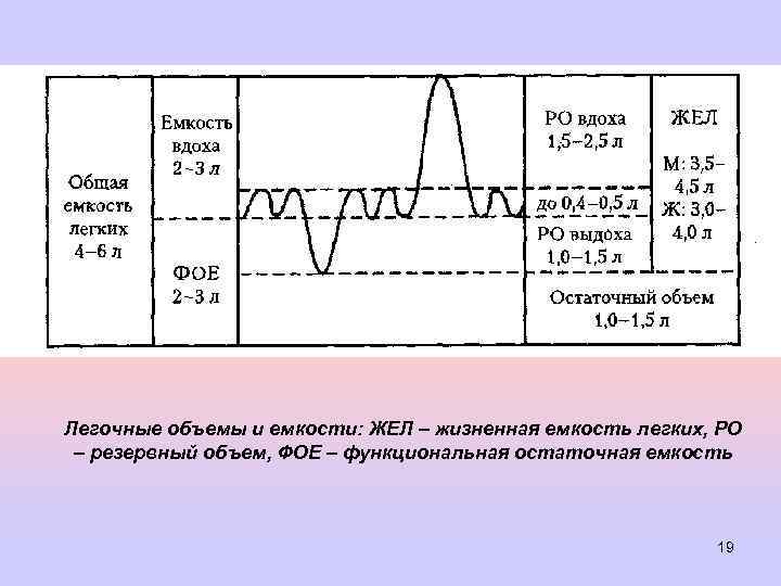 Схема функционального деления общей емкости легких среднестатистического взрослого человека