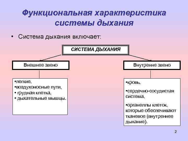 Функциональная характеристика системы дыхания • Система дыхания включает: СИСТЕМА ДЫХАНИЯ Внешнее звено • легкие,