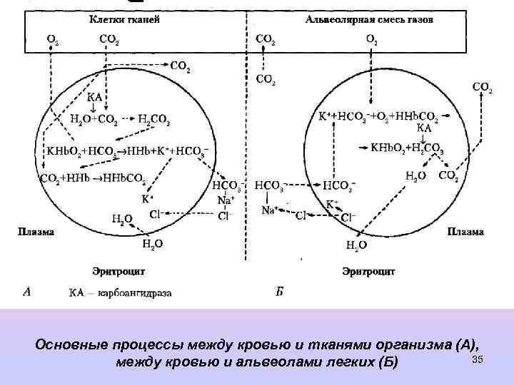Основные процессы между кровью и тканями организма (А), 35 между кровью и альвеолами легких