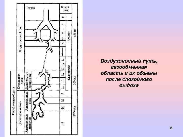 Воздухоносный путь, газообменная область и их объемы после спокойного выдоха 8 