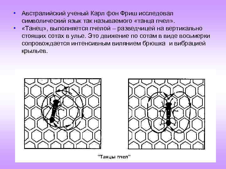  • Австралийский ученый Карл фон Фриш исследовал символический язык так называемого «танца пчел»