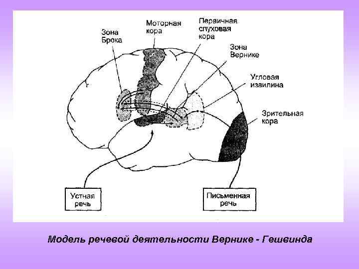 Модель речевой деятельности Вернике - Гешвинда 