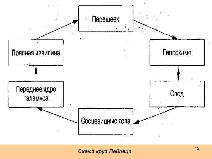 Схема круг Пейпеца 13 