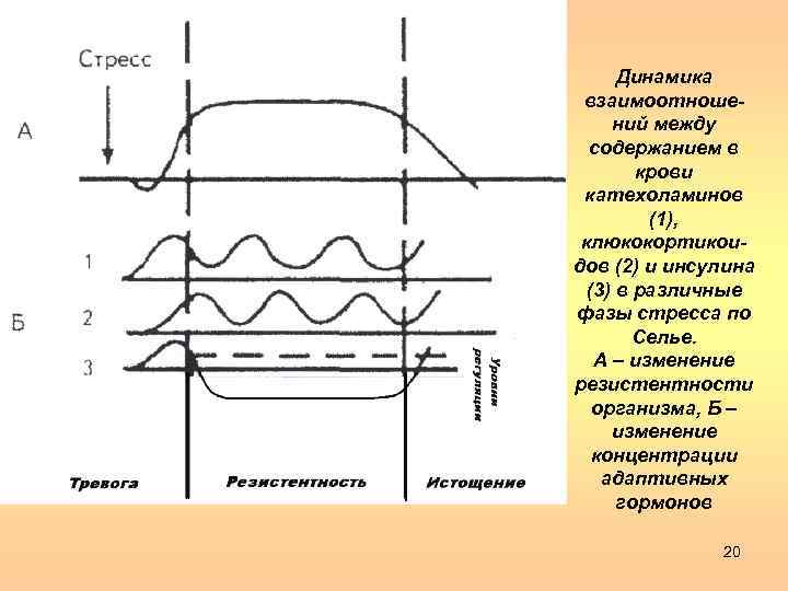 Динамика взаимоотношений между содержанием в крови катехоламинов (1), клюкокортикоидов (2) и инсулина (3) в