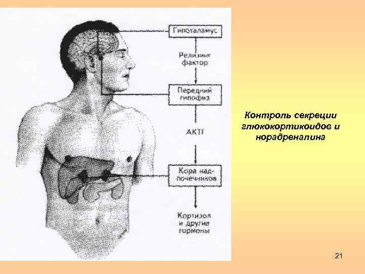 Контроль секреции глюкокортикоидов и норадреналина 21 
