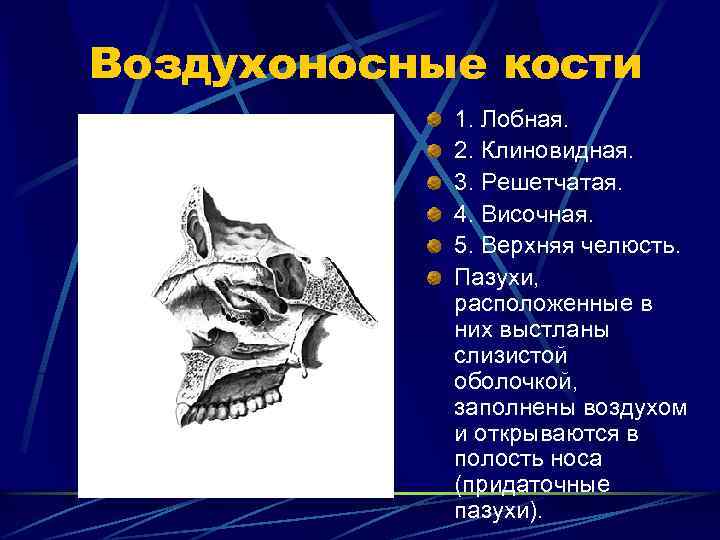 Воздухоносные кости 1. Лобная. 2. Клиновидная. 3. Решетчатая. 4. Височная. 5. Верхняя челюсть. Пазухи,