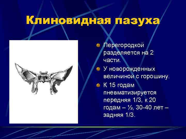 Клиновидная пазуха Перегородкой разделяется на 2 части. У новорожденных величиной с горошину. К 15