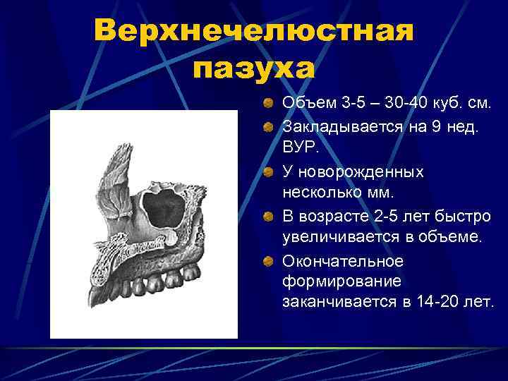 Верхнечелюстная пазуха Объем 3 -5 – 30 -40 куб. см. Закладывается на 9 нед.