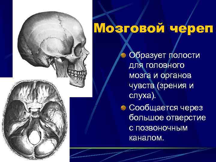 Мозговой череп Образует полости для головного мозга и органов чувств (зрения и слуха). Сообщается