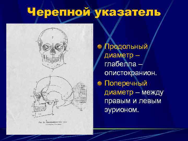Черепной указатель Продольный диаметр – глабелла – опистокранион. Поперечный диаметр – между правым и