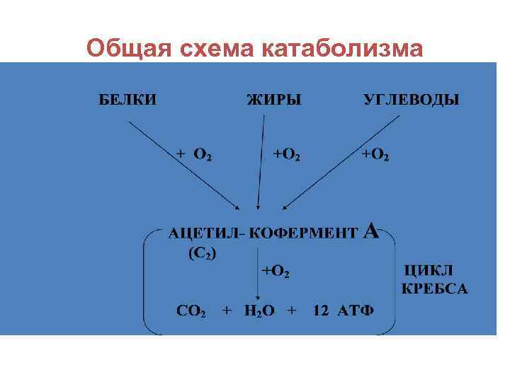 Общая схема катаболизма 
