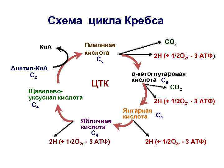 Цикл кребса схема для чайников