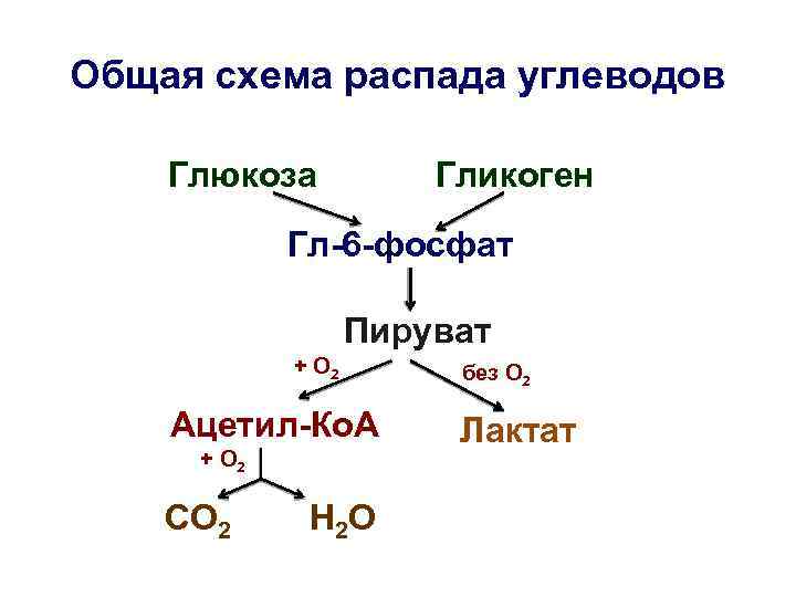 Общая схема распада углеводов Глюкоза Гликоген Гл-6 -фосфат Пируват + О 2 Ацетил-Ко. А