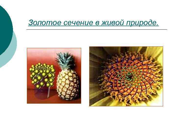 Золотое сечение в живой природе. 