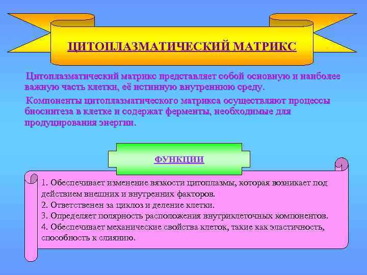 ЦИТОПЛАЗМАТИЧЕСКИЙ МАТРИКС Цитоплазматический матрикс представляет собой основную и наиболее важную часть клетки, её истинную