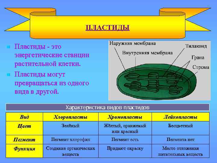 ПЛАСТИДЫ n n Пластиды - это энергетические станции растительной клетки. Пластиды могут превращаться из