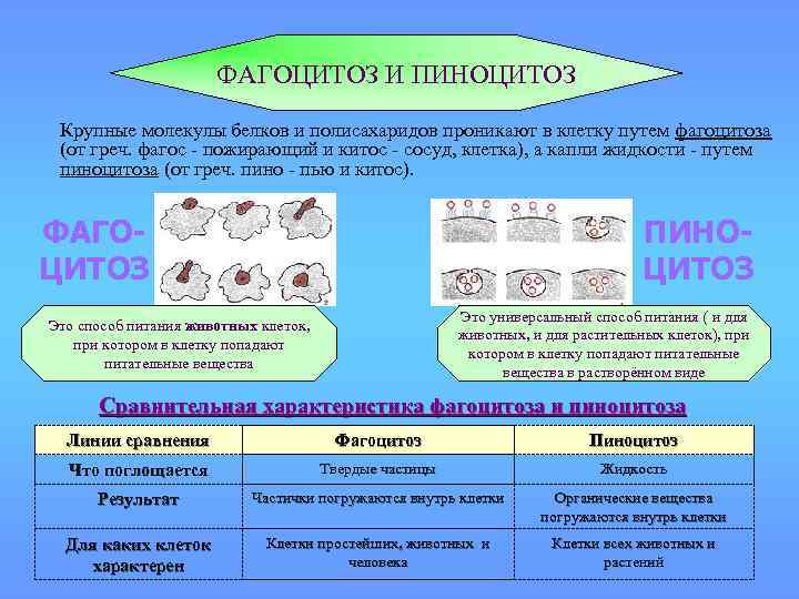 ФАГОЦИТОЗ И ПИНОЦИТОЗ Крупные молекулы белков и полисахаридов проникают в клетку путем фагоцитоза (от