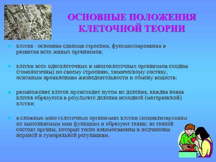 ОСНОВНЫЕ ПОЛОЖЕНИЯ КЛЕТОЧНОЙ ТЕОРИИ n клетка - основная единица строения, функционирования и развития всех