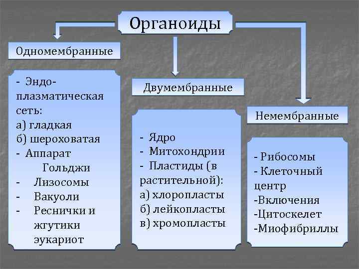 Одномембранные органоиды клетки список