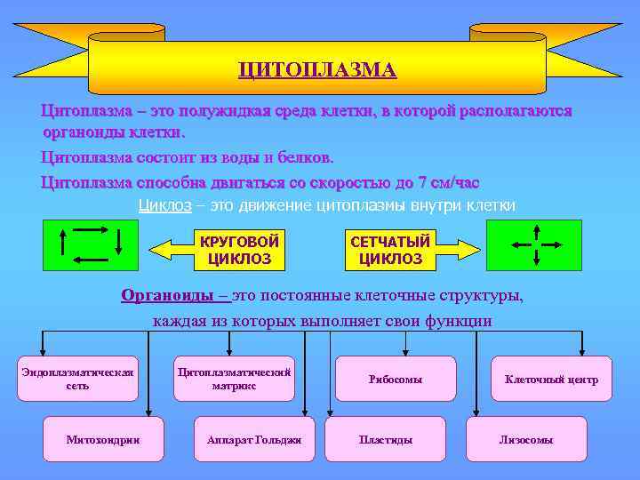ЦИТОПЛАЗМА Цитоплазма – это полужидкая среда клетки, в которой располагаются органоиды клетки. Цитоплазма состоит