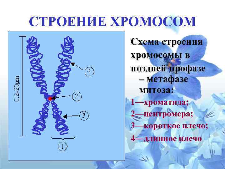 СТРОЕНИЕ ХРОМОСОМ Схема строения хромосомы в поздней профазе – метафазе митоза: 1—хроматида; 2—центромера; 3—короткое
