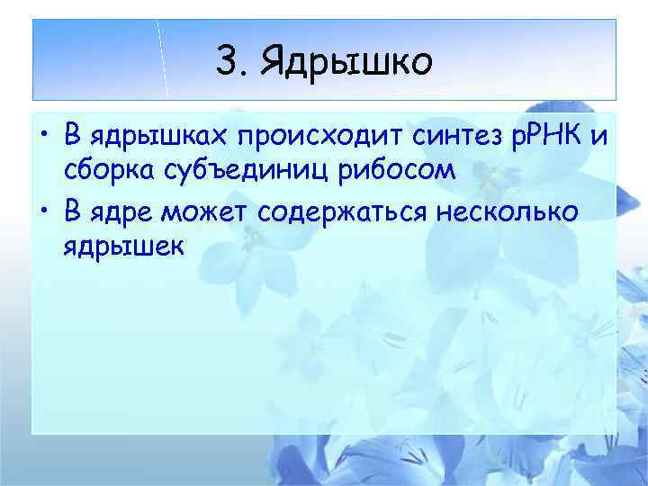 3. Ядрышко • В ядрышках происходит синтез р. РНК и сборка субъединиц рибосом •
