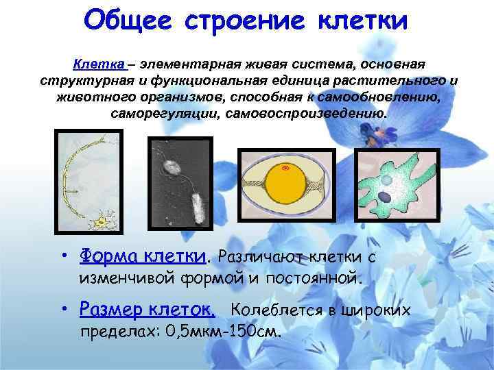 Общее строение клетки Клетка – элементарная живая система, основная структурная и функциональная единица растительного
