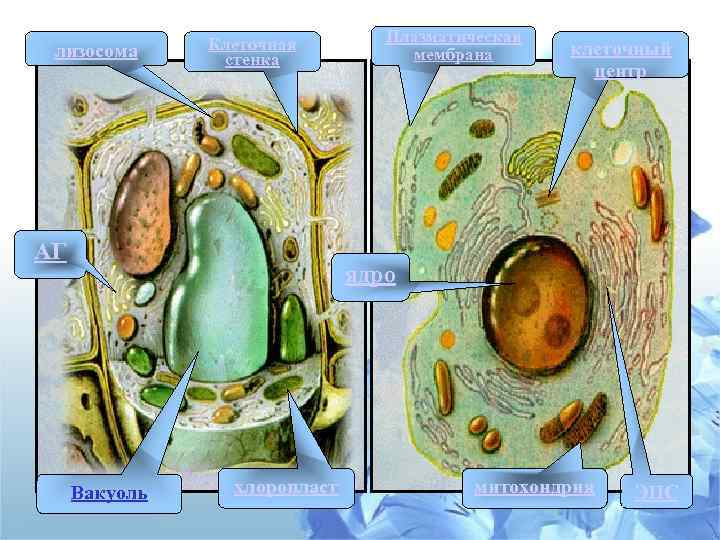 лизосома Клеточная стенка АГ Плазматическая мембрана клеточный центр ядро Вакуоль хлоропласт митохондрия ЭПС 