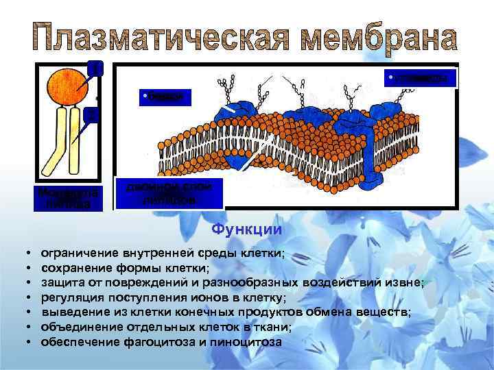 1 • углеводы • белки 2 Молекула липида двойной слой липидов Функции • •