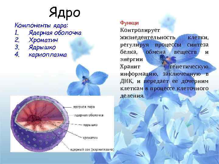 Ядро Компоненты ядра: 1. Ядерная оболочка 2. Хроматин 3. Ядрышко 4. кариоплазма Функци Контролирует