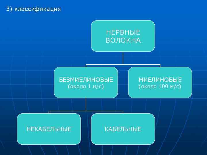 3) классификация НЕРВНЫЕ ВОЛОКНА БЕЗМИЕЛИНОВЫЕ (около 1 м/с) НЕКАБЕЛЬНЫЕ МИЕЛИНОВЫЕ (около 100 м/с) КАБЕЛЬНЫЕ