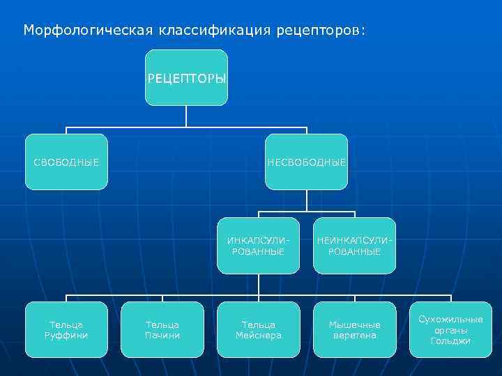 Морфологическая классификация рецепторов: РЕЦЕПТОРЫ СВОБОДНЫЕ НЕСВОБОДНЫЕ ИНКАПСУЛИРОВАННЫЕ Тельца Руффини Тельца Пачини НЕИНКАПСУЛИРОВАННЫЕ Тельца Мейснера