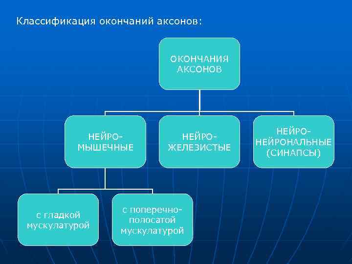 Классификация окончаний аксонов: ОКОНЧАНИЯ АКСОНОВ НЕЙРОМЫШЕЧНЫЕ с гладкой мускулатурой НЕЙРОЖЕЛЕЗИСТЫЕ с поперечнополосатой мускулатурой НЕЙРОНАЛЬНЫЕ