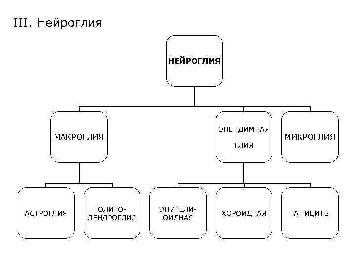 III. Нейроглия НЕЙРОГЛИЯ ЭПЕНДИМНАЯ МАКРОГЛИЯ АСТРОГЛИЯ ОЛИГОДЕНДРОГЛИЯ ЭПИТЕЛИОИДНАЯ ХОРОИДНАЯ МИКРОГЛИЯ ТАНИЦИТЫ 